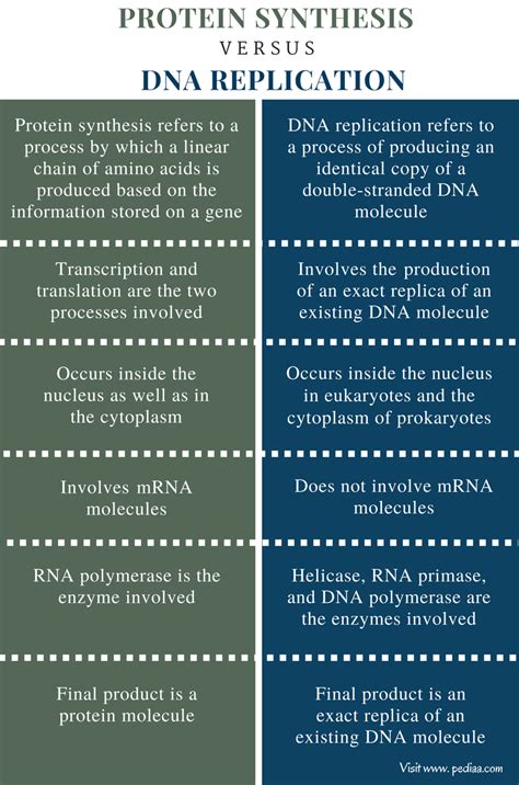 replication vs transcription vs translation|dna replication vs protein synthesis.